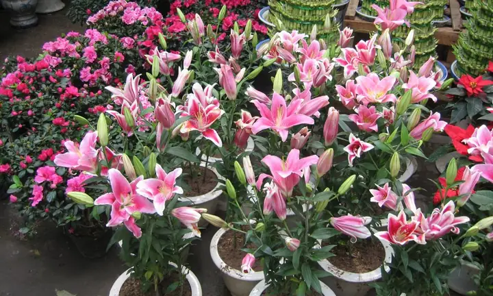 Hướng Dẫn Trồng Và Chăm Sóc Hoa Lily Đơn Giản, Hiệu Quả Tại Nhà