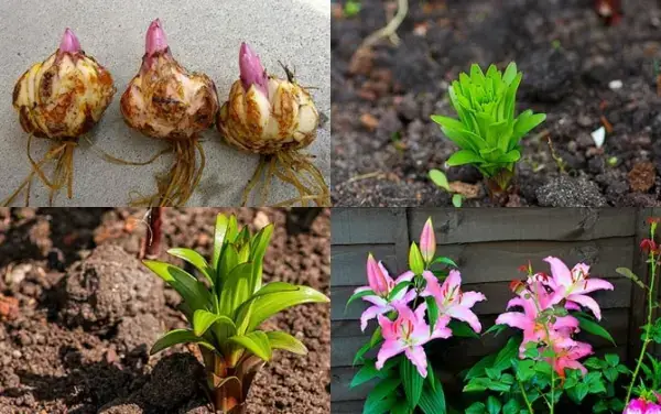 Hướng Dẫn Trồng Và Chăm Sóc Hoa Lily Đơn Giản, Hiệu Quả Tại Nhà