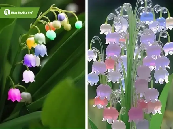 Cách Trồng Và Chăm Sóc Hoa Linh Lan Đúng Kỹ Thuật Tại Nhà