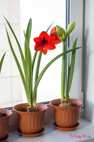 Cách Trồng Hoa Loa Kèn Trong Chậu Cho Người Mới: Từ Củ Đến Khi Ra Hoa