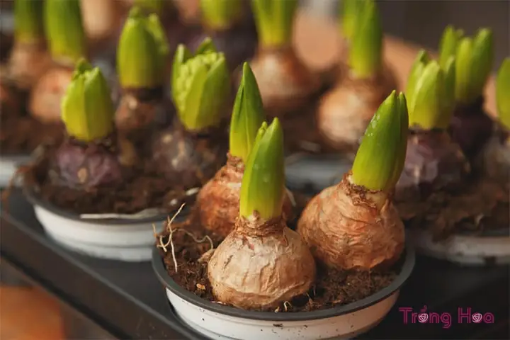 Cách Trồng Hoa Loa Kèn Trong Chậu Cho Người Mới: Từ Củ Đến Khi Ra Hoa
