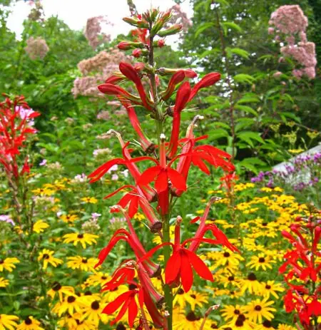 Cách Trồng Hoa Lobelia Từ Hạt Giống: Kỹ Thuật Gieo Hạt Và Chăm Sóc Cây Rủ