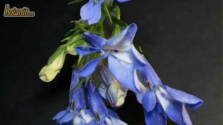 Cách Trồng Hoa Lobelia Từ Hạt Giống: Kỹ Thuật Gieo Hạt Và Chăm Sóc Cây Rủ