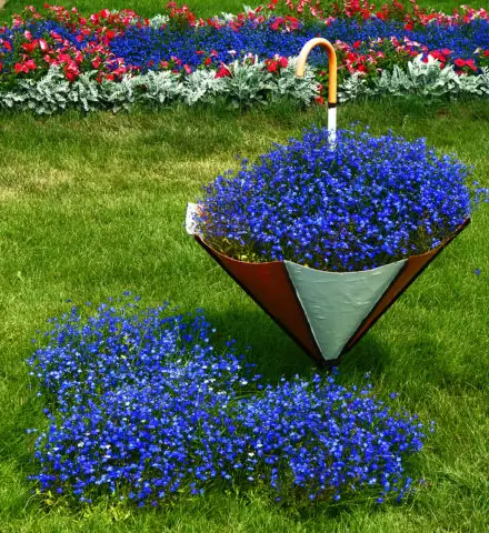 Cách Trồng Hoa Lobelia Từ Hạt Giống: Kỹ Thuật Gieo Hạt Và Chăm Sóc Cây Rủ