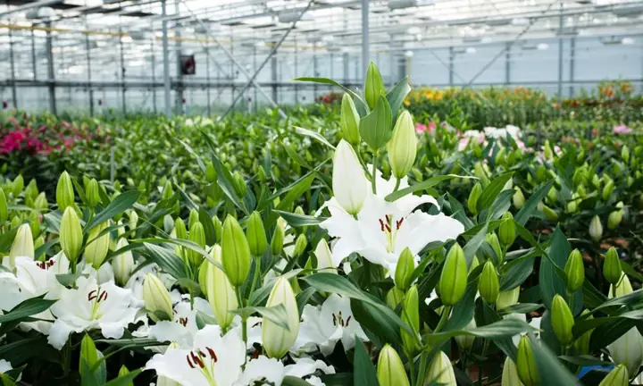 Hướng Dẫn Trồng Hoa Ly: Bí Quyết Cho Hoa Nở Đúng Tết Chuẩn Kỹ Thuật