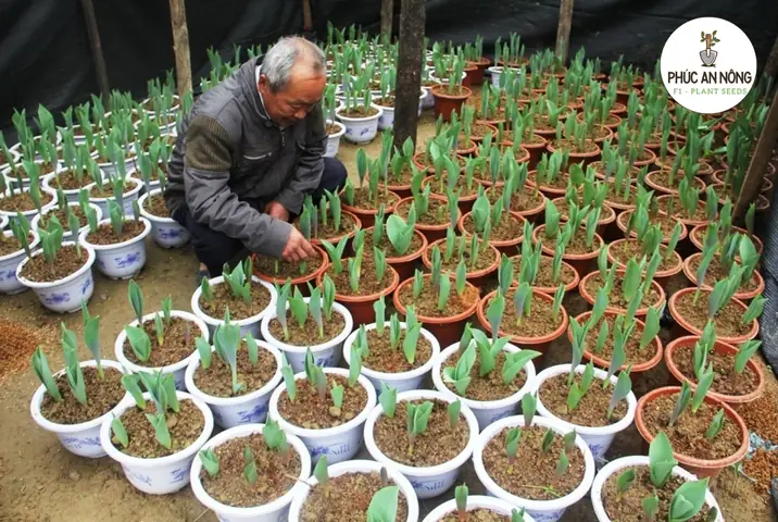 Cách Trồng Hoa Ly Trong Chậu Đơn Giản, Đúng Kỹ Thuật Nở Đẹp