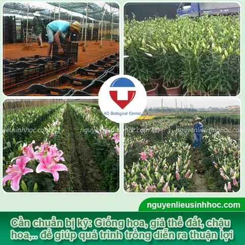 Cách Trồng Hoa Ly Trong Chậu Đơn Giản, Đúng Kỹ Thuật Nở Đẹp