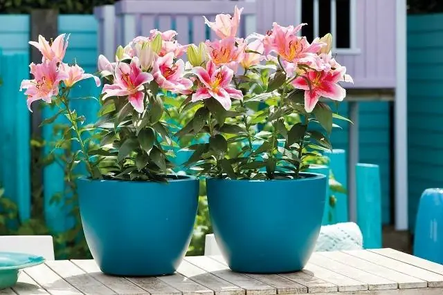 Cách Trồng Hoa Ly Trong Chậu Đơn Giản, Đúng Kỹ Thuật Nở Đẹp