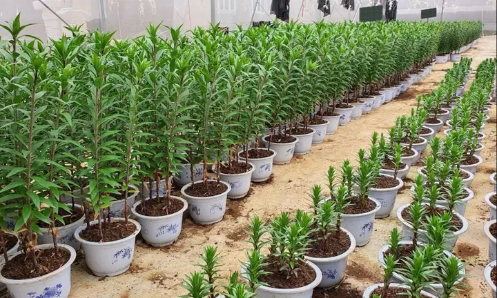 Hướng Dẫn Chi Tiết Cách Trồng Hoa Ly Từ Hạt Tại Nhà Cho Người Mới Bắt Đầu Hướng Dẫn Chi Tiết Cách Trồng Hoa Ly Từ Hạt Tại Nhà Cho Người Mới Bắt Đầu