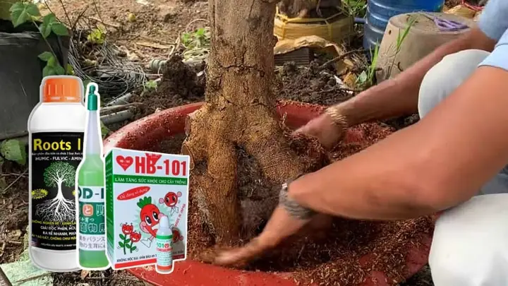 Cách Trồng Hoa Mai Rừng Từ Cơ Bản Đến Nâng Cao Cho Người Mới