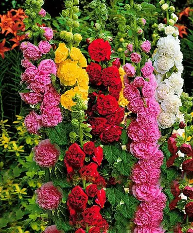 Hướng Dẫn Trồng Hoa Mãn Đình Hồng Đẹp Như Ý Tại Nhà: Từ A-Z Hướng Dẫn Trồng Hoa Mãn Đình Hồng Đẹp Như Ý Tại Nhà: Từ A-Z