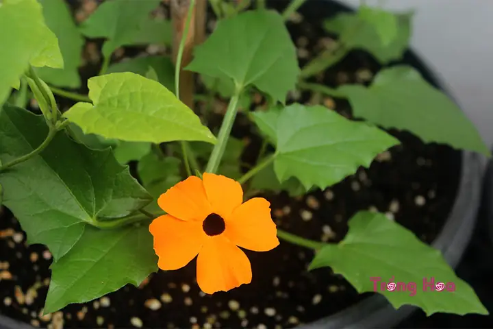 Cách Trồng Hoa Mắt Huyền Từ Hạt Giống: Hướng Dẫn Chi Tiết Cho Người Mới Cách Trồng Hoa Mắt Huyền Từ Hạt Giống: Hướng Dẫn Chi Tiết Cho Người Mới
