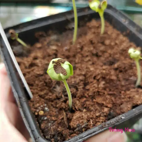 Cách Trồng Hoa Mắt Huyền Từ Hạt Giống: Hướng Dẫn Chi Tiết Cho Người Mới Cách Trồng Hoa Mắt Huyền Từ Hạt Giống: Hướng Dẫn Chi Tiết Cho Người Mới