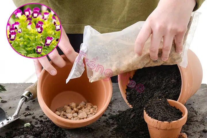 Cách Trồng Và Chăm Sóc Hoa Mắt Nai Thưởng Thức Sắc Đẹp Quanh Năm Cách Trồng Và Chăm Sóc Hoa Mắt Nai Thưởng Thức Sắc Đẹp Quanh Năm