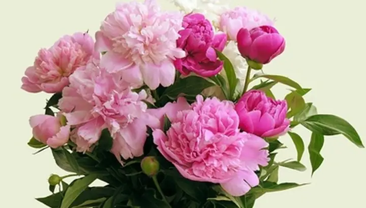 Hướng Dẫn Chi Tiết Cách Trồng Và Chăm Sóc Hoa Mẫu Đơn Đạt Chuẩn Chuyên Gia Hướng Dẫn Chi Tiết Cách Trồng Và Chăm Sóc Hoa Mẫu Đơn Đạt Chuẩn Chuyên Gia