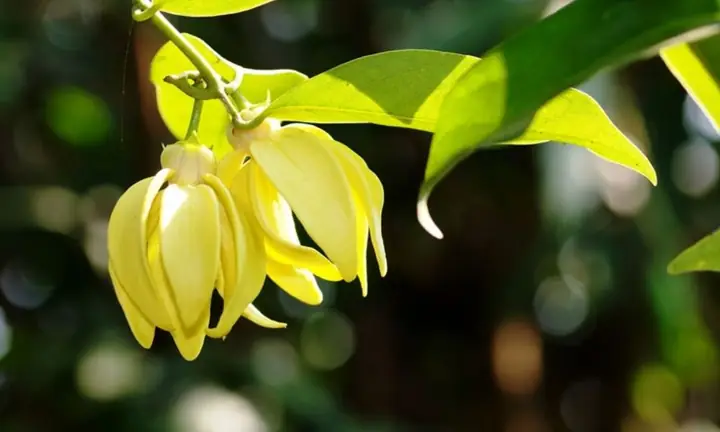 Hướng Dẫn Trồng Và Chăm Sóc Hoa Móng Rồng Đạt Chuẩn Cây Cảnh