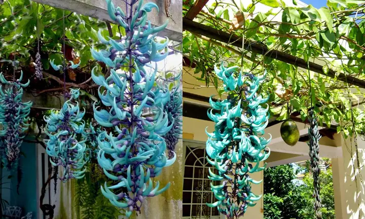 Hướng Dẫn Trồng Và Chăm Sóc Hoa Móng Rồng Đạt Chuẩn Cây Cảnh
