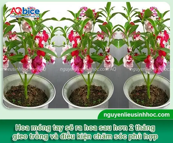 Hướng Dẫn Trồng Hoa Móng Tay: Từ A-Z Cách Gieo Hạt Đến Chăm Sóc Ra Hoa Đẹp