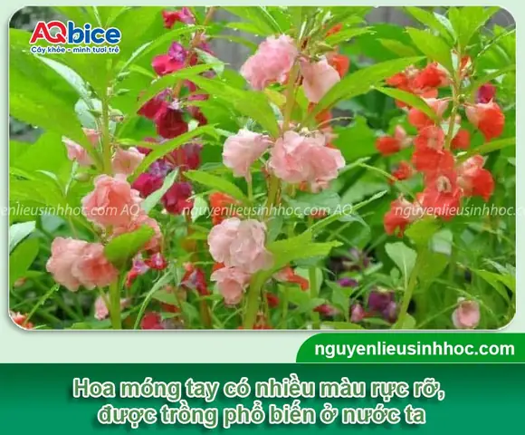 Hướng Dẫn Trồng Hoa Móng Tay: Từ A-Z Cách Gieo Hạt Đến Chăm Sóc Ra Hoa Đẹp