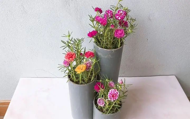 Cách Trồng Hoa Mười Giờ Trong Ống Nhựa PVC: Hướng Dẫn Chi Tiết