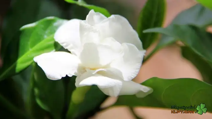 Cách Trồng Hoa Ngọc Anh Tại Nhà: Hướng Dẫn Từ Chọn Cây Đến Khi Nở Hoa Cách Trồng Hoa Ngọc Anh Tại Nhà: Hướng Dẫn Từ Chọn Cây Đến Khi Nở Hoa