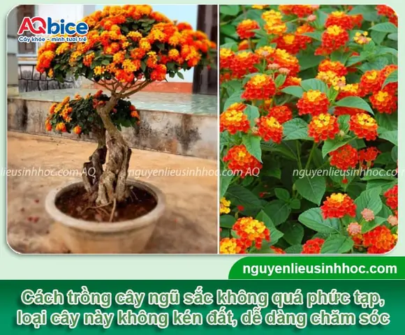 Cách Trồng Hoa Ngũ Sắc Bonsai: Chọn Cây Giống, Chăm Sóc Và Tạo Dáng
