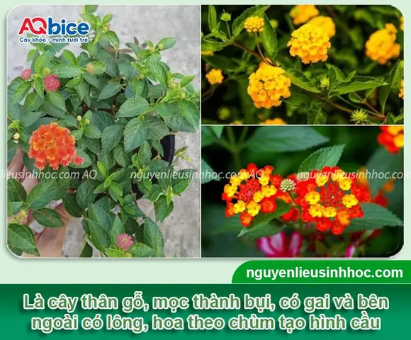Cách Trồng Hoa Ngũ Sắc Bonsai: Chọn Cây Giống, Chăm Sóc Và Tạo Dáng