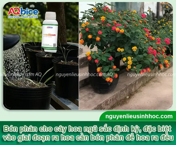 Cách Trồng Hoa Ngũ Sắc Bonsai: Chọn Cây Giống, Chăm Sóc Và Tạo Dáng