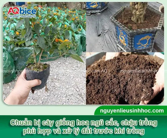 Cách Trồng Hoa Ngũ Sắc Bonsai: Chọn Cây Giống, Chăm Sóc Và Tạo Dáng