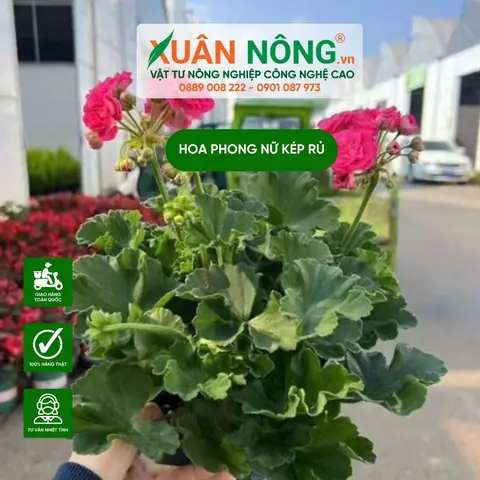 Cách Trồng Và Chăm Sóc Hoa Phong Lữ Thảo Ra Hoa Rực Rỡ Tại Nhà Cách Trồng Và Chăm Sóc Hoa Phong Lữ Thảo Ra Hoa Rực Rỡ Tại Nhà