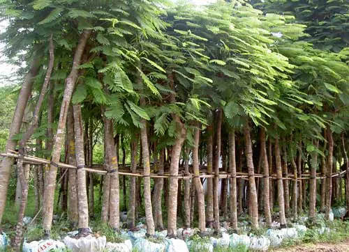 Cách Trồng Hoa Phượng Hoàng: Hướng Dẫn Cây Phượng Vĩ Từ Hạt Đến Ra Hoa Cách Trồng Hoa Phượng Hoàng: Hướng Dẫn Cây Phượng Vĩ Từ Hạt Đến Ra Hoa