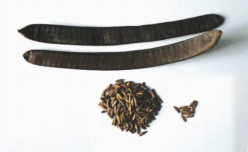 Cách Trồng Hoa Phượng Hoàng: Hướng Dẫn Cây Phượng Vĩ Từ Hạt Đến Ra Hoa Cách Trồng Hoa Phượng Hoàng: Hướng Dẫn Cây Phượng Vĩ Từ Hạt Đến Ra Hoa