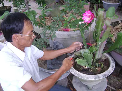 Cách Trồng Và Chăm Sóc Hoa Quỳnh Ra Hoa Đẹp Quanh Năm Cách Trồng Và Chăm Sóc Hoa Quỳnh Ra Hoa Đẹp Quanh Năm
