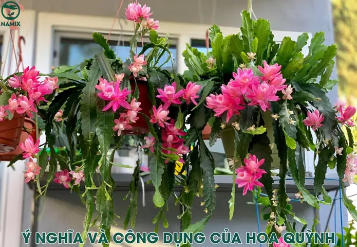 Cách Trồng Và Chăm Sóc Hoa Quỳnh Ra Hoa Đẹp Quanh Năm Cách Trồng Và Chăm Sóc Hoa Quỳnh Ra Hoa Đẹp Quanh Năm