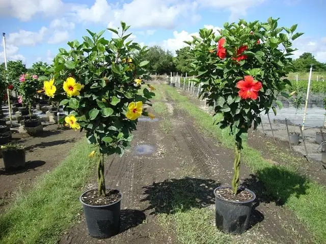 Cách Trồng Hoa Dâm Bụt Đúng Kỹ Thuật, Cho Hoa Đẹp Quanh Năm Cách Trồng Hoa Dâm Bụt Đúng Kỹ Thuật, Cho Hoa Đẹp Quanh Năm