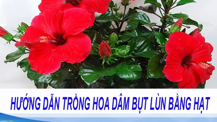 Cách Trồng Hoa Dâm Bụt Đúng Kỹ Thuật, Cho Hoa Đẹp Quanh Năm Cách Trồng Hoa Dâm Bụt Đúng Kỹ Thuật, Cho Hoa Đẹp Quanh Năm