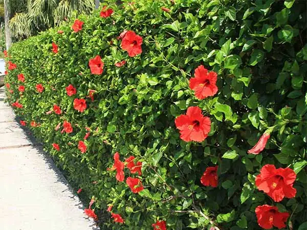 Cách Trồng Hoa Dâm Bụt Đúng Kỹ Thuật, Cho Hoa Đẹp Quanh Năm Cách Trồng Hoa Dâm Bụt Đúng Kỹ Thuật, Cho Hoa Đẹp Quanh Năm