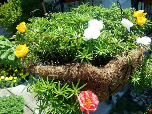 Cách Trồng Hoa Sam Nở Rộ, Nhanh Lớn: Hướng Dẫn Chi Tiết Từ A-Z Cách Trồng Hoa Sam Nở Rộ, Nhanh Lớn: Hướng Dẫn Chi Tiết Từ A-Z