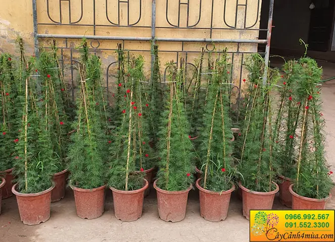 Cách Trồng Hoa Sao Leo Giàn Từ Hạt Và Cành Cho Người Mới
