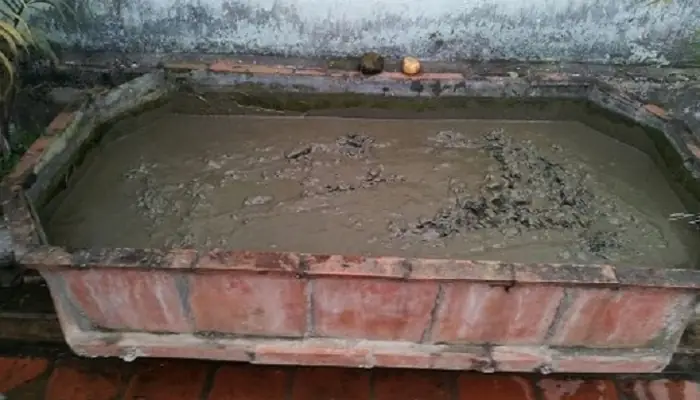 Cách Trồng Hoa Sen Bách Diệp Thu Thủy Chuẩn Từng Bước Cho Hoa Đẹp