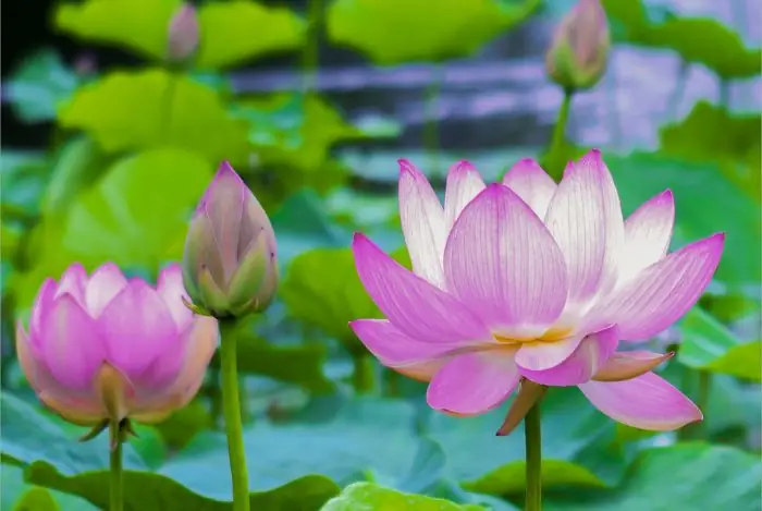 Cách Trồng Hoa Sen Trong Chum Vại Chuẩn Chỉnh Cho Người Mới Bắt Đầu Cách Trồng Hoa Sen Trong Chum Vại Chuẩn Chỉnh Cho Người Mới Bắt Đầu