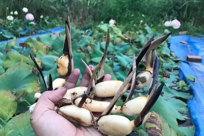 Cách Trồng Hoa Sen Trong Chum Vại Chuẩn Chỉnh Cho Người Mới Bắt Đầu Cách Trồng Hoa Sen Trong Chum Vại Chuẩn Chỉnh Cho Người Mới Bắt Đầu