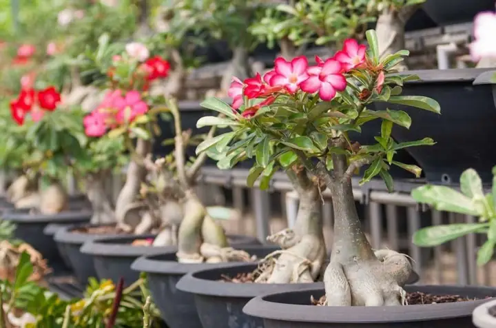 Cách Trồng Hoa Sứ: Hướng Dẫn Chi Tiết Từ A-Z Cho Người Mới Bắt Đầu