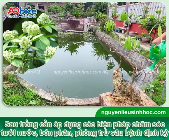 Hướng Dẫn Cách Trồng Cây Hoa Sữa (hoa Sưa) Chuẩn Kỹ Thuật: Mùa Trồng, Quy Trình, Chăm Sóc Cho Hoa Thơm Tán Rộng