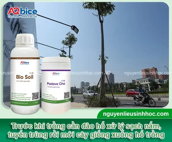 Hướng Dẫn Cách Trồng Cây Hoa Sữa (hoa Sưa) Chuẩn Kỹ Thuật: Mùa Trồng, Quy Trình, Chăm Sóc Cho Hoa Thơm Tán Rộng