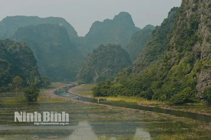Cách Trồng Hoa Súng Mới Lạ, Độc Đáo: Bí Quyết Chăm Sóc & Lựa Chọn Giống Cách Trồng Hoa Súng Mới Lạ, Độc Đáo: Bí Quyết Chăm Sóc & Lựa Chọn Giống