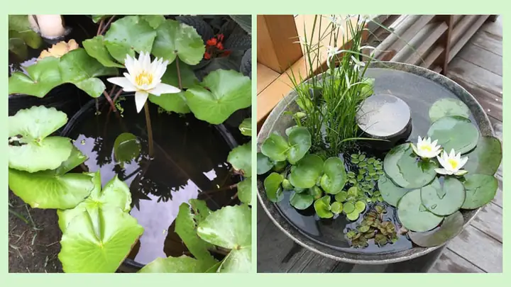 Cách Trồng Hoa Súng Mới Lạ, Độc Đáo: Bí Quyết Chăm Sóc & Lựa Chọn Giống Cách Trồng Hoa Súng Mới Lạ, Độc Đáo: Bí Quyết Chăm Sóc & Lựa Chọn Giống