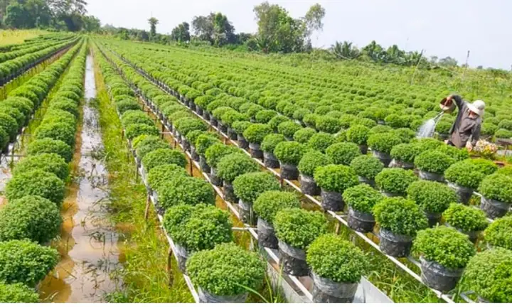 Hướng Dẫn Cách Trồng Hoa Tết Nở Đúng Hạn: Kỹ Thuật Vạn Thọ, Thược Dược & 7 Loại Hoa Khác Từ A-Z