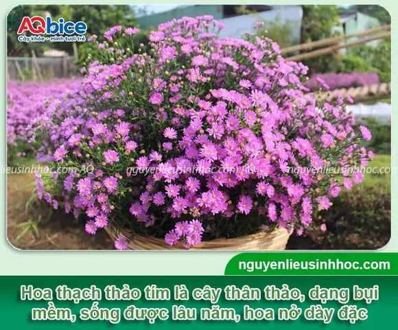 Hướng Dẫn Cách Trồng Hoa Thạch Thảo Bằng Hạt Từ A-Z: Kỹ Thuật Gieo, Chăm Sóc Nảy Mầm Và Xử Lý Sự Cố Thường Gặp Hướng Dẫn Cách Trồng Hoa Thạch Thảo Bằng Hạt Từ A-Z: Kỹ Thuật Gieo, Chăm Sóc Nảy Mầm Và Xử Lý Sự Cố Thường Gặp