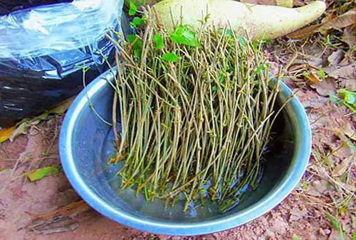 Hướng Dẫn Chi Tiết Cách Trồng Hoa Thiên Lý Tại Nhà Cho Hoa Nở Quanh Năm